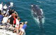 Whale Watching Tour In Gold Coast - thumb 7