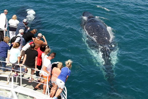 Whale Watching Tour In Gold Coast - Accommodation in Bendigo 7