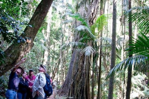 Gold Coast 4WD Eco Outback Tracks Tour - Accommodation in Bendigo 2