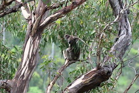 Gold Coast 4WD Eco Outback Tracks Tour - Accommodation in Bendigo 5