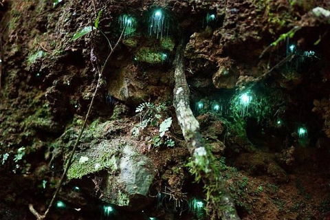 Glow Worm Evening Eco-Adventure From The Gold Coast - Accommodation in Bendigo 1