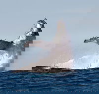 Private whale watching - Accommodation in Bendigo