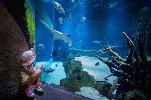 Cairns Aquarium Family Tickets - Accommodation in Bendigo 6