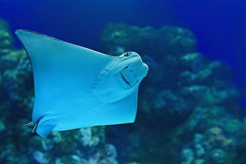 Cairns Aquarium Family Tickets - Accommodation in Bendigo 7