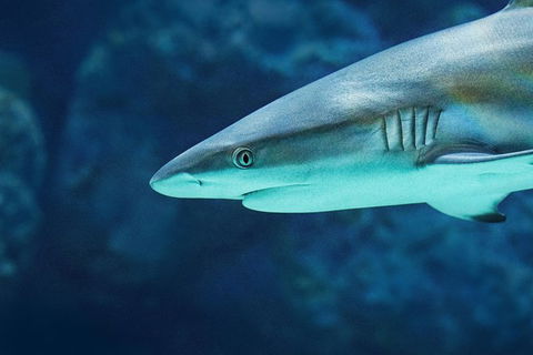 Cairns Aquarium Family Tickets - Accommodation in Bendigo 8