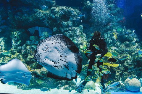 Cairns Aquarium Family Tickets - Accommodation in Bendigo 2