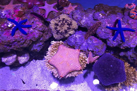 Cairns Aquarium Family Tickets - Accommodation in Bendigo 4