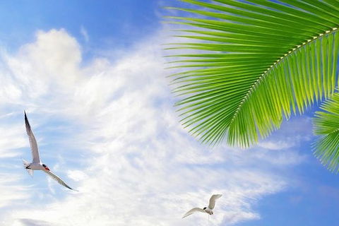 Airport Transfer - Mission Beach To Cairns Airport - Accommodation in Bendigo 4