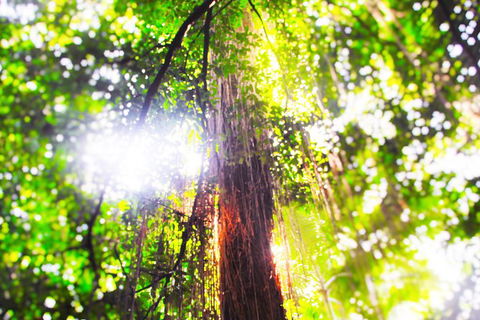Airport Transfer - Mission Beach To Cairns Airport - Accommodation in Bendigo 1