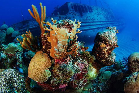 PADI Diving Courses On The Gold Coast - Accommodation in Bendigo 3