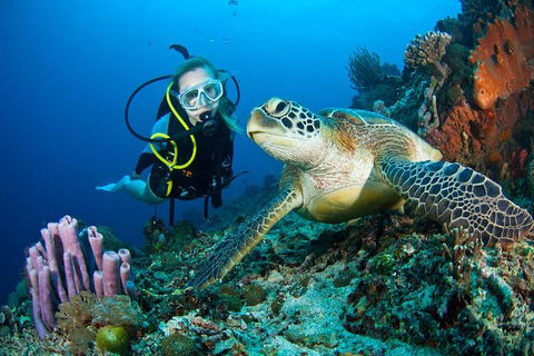 PADI Diving Courses On The Gold Coast - Accommodation in Bendigo 1