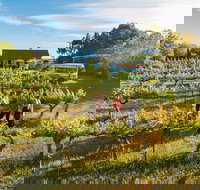 Barossa Valley Highlights from Barossa Valley Including Wine and Cheese Tasting - Accommodation in Bendigo