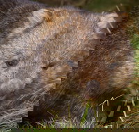 Cradle Mountain Wildlife Spotting after Dark - Accommodation in Bendigo