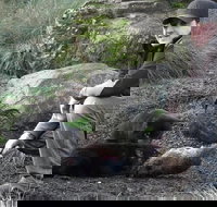 After Dark Tasmanian Devil Feeding Tour at Cradle Mountain - Accommodation in Bendigo