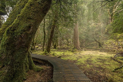 Shore Excursion - Cradle Mountain Day Tour From Burnie - Accommodation in Bendigo 3