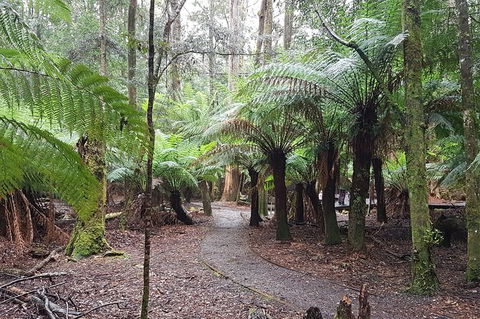 Cruise Ship Excursion: Stanley - Accommodation in Bendigo 5