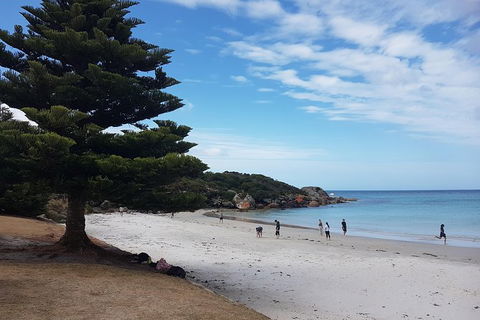 Cruise Ship Excursion: Stanley - Accommodation in Bendigo 21