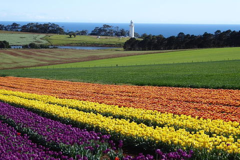 Cruise Ship Excursion: Stanley - Accommodation in Bendigo 18