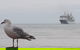 Cruise Ship Excursion: Stanley - thumb 9