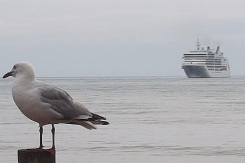 Cruise Ship Excursion: Stanley - Accommodation in Bendigo 9