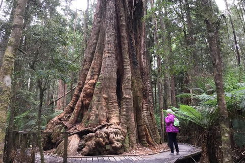 Cruise Ship Excursion: Stanley - Accommodation in Bendigo 11