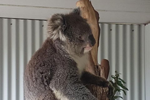 Shore Excursion: Coast, Caves And Wildlife Park - 8 Hour Tour - Accommodation in Bendigo 11