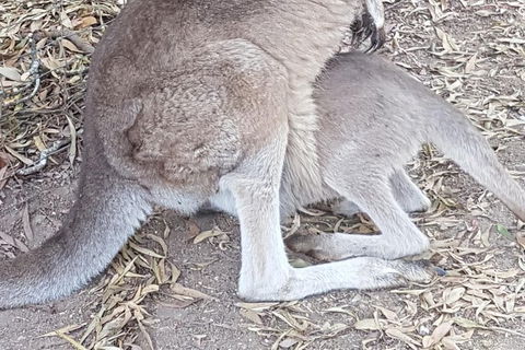 Shore Excursion: Coast, Caves And Wildlife Park - 8 Hour Tour - Accommodation in Bendigo 19