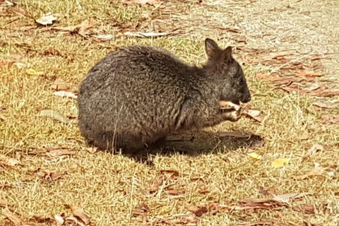 Shore Excursion: Coast, Caves And Wildlife Park - 8 Hour Tour - Accommodation in Bendigo 3