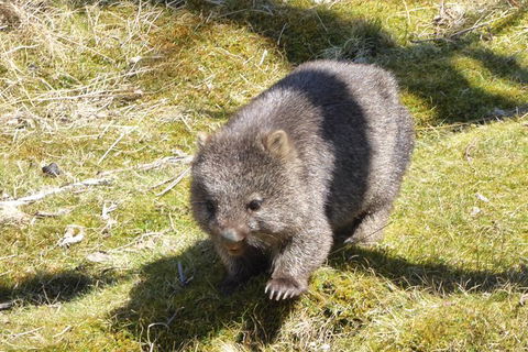 Shore Excursion: Coast, Caves And Wildlife Park - 8 Hour Tour - Accommodation in Bendigo 6