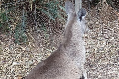 Shore Excursion: Coast, Caves And Wildlife Park - 8 Hour Tour - Accommodation in Bendigo 9