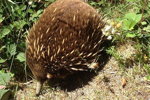 Shore Excursion: Coast, Caves And Wildlife Park - 8 Hour Tour - Accommodation in Bendigo 18