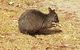 Cruise Ship Excursion: NW Tassie Coastal Explorer - thumb 4