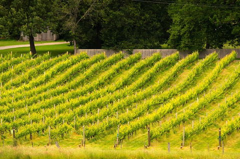 All Inclusive Wine Tour Up The Derwent Valley Hobart: Local Wines & Cheeses - Accommodation in Bendigo 3