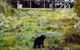 1-Hour Tasmanian Devil Feeding Day Tour At Cradle Mountain - thumb 4