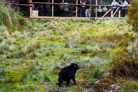 1-Hour Tasmanian Devil Feeding Day Tour At Cradle Mountain - Accommodation in Bendigo 4