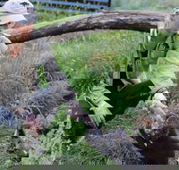 1-Hour Tasmanian Devil Feeding Day Tour at Cradle Mountain - Accommodation in Bendigo