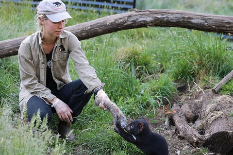 1-Hour Tasmanian Devil Feeding Day Tour At Cradle Mountain - Accommodation in Bendigo 0