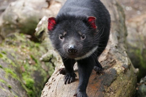 1-Hour Tasmanian Devil Feeding Day Tour At Cradle Mountain - Accommodation in Bendigo 1