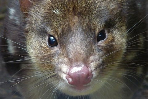 1-Hour Tasmanian Devil Feeding Day Tour At Cradle Mountain - Accommodation in Bendigo 2