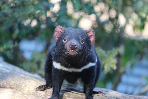 1-Hour Tasmanian Devil Feeding Day Tour At Cradle Mountain - Accommodation in Bendigo 5