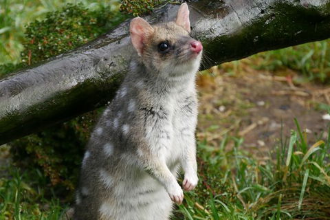1-Hour Tasmanian Devil Feeding Day Tour At Cradle Mountain - Accommodation in Bendigo 3
