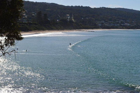 PRIVATE Great Ocean Road Tour And 12 Apostles With Wildlife Spotting - Accommodation in Bendigo 6