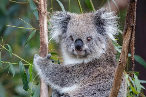 PRIVATE Great Ocean Road Tour And 12 Apostles With Wildlife Spotting - Accommodation in Bendigo 7