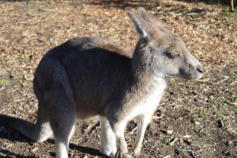 PRIVATE Great Ocean Road Tour And 12 Apostles With Wildlife Spotting - Accommodation in Bendigo 2