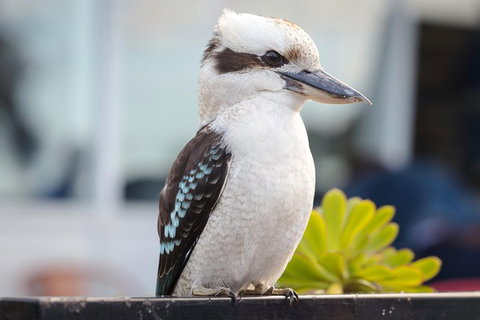 PRIVATE Great Ocean Road Tour And 12 Apostles With Wildlife Spotting - Accommodation in Bendigo 9