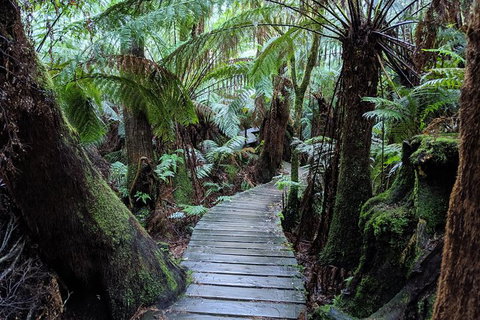PRIVATE Great Ocean Road Tour And 12 Apostles With Wildlife Spotting - Accommodation in Bendigo 8