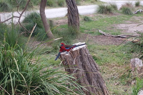 Wilsons Promontory Brainstorming Escape - Accommodation in Bendigo 5