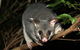 Wilsons Promontory Brainstorming Escape - thumb 3