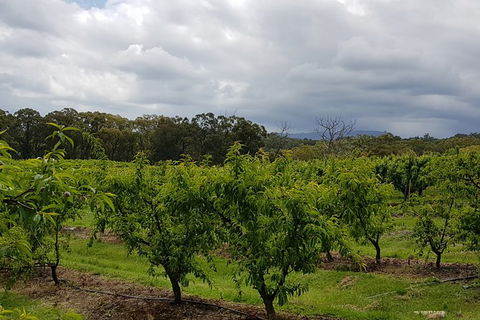 Day Tour Of Yarra Valley Puffing Billy And Rayners Orchard - Accommodation in Bendigo 42