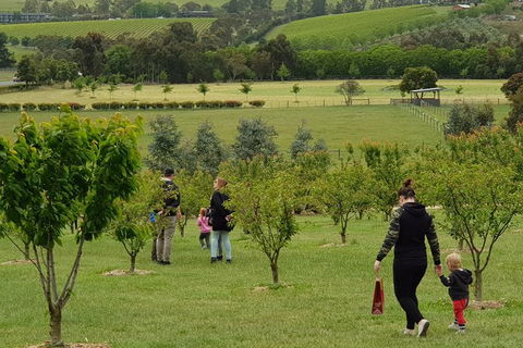 Day Tour Of Yarra Valley Puffing Billy And Rayners Orchard - Accommodation in Bendigo 36